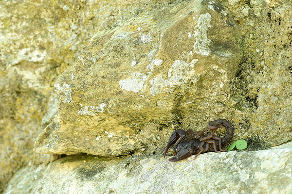 Dufours Skorpion