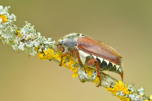 Maikäfer