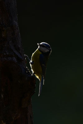 Blaumeise