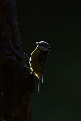 Blaumeise