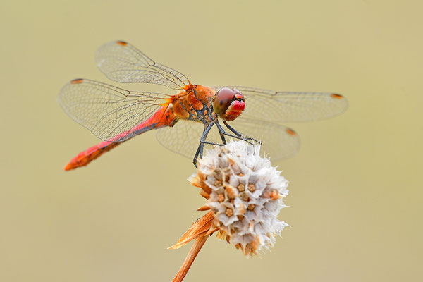 Blutrote Heidelibelle