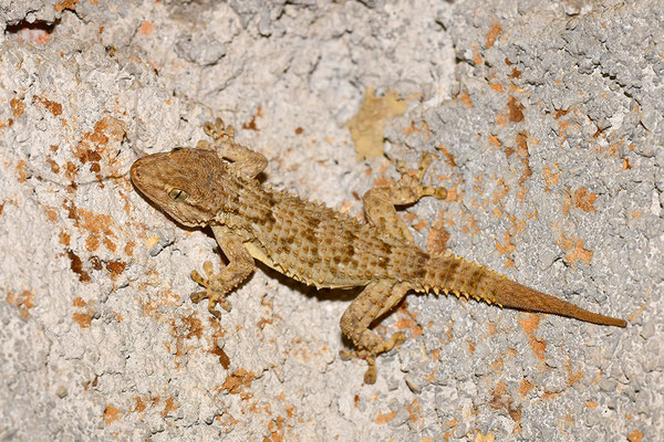 Mauergecko
