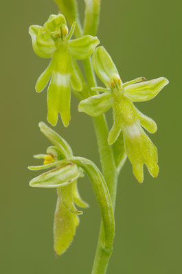Gelbe Fliegenragwurz flavescens