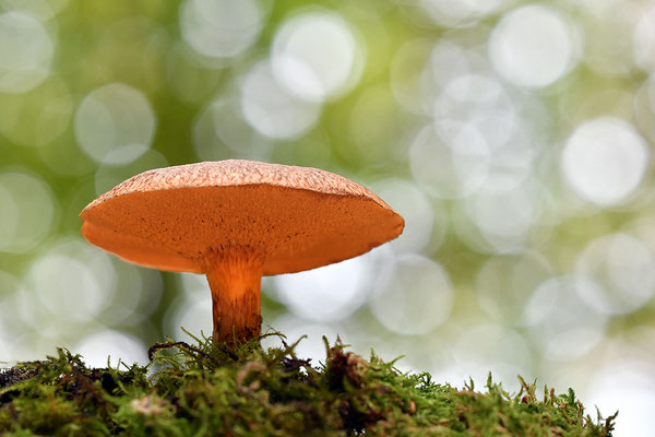 Orangeroter Lärchenröhrling