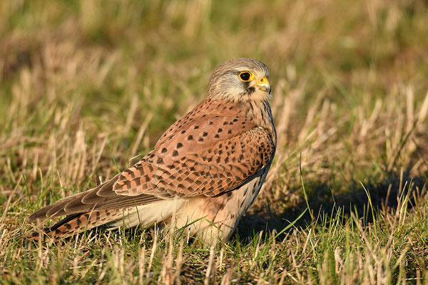 Turmfalke