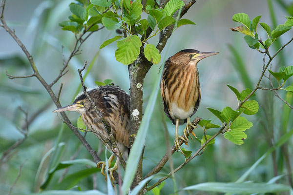 Zwergdommel Jungvögel