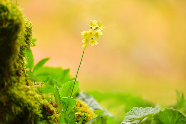 Waldschlüsselblume