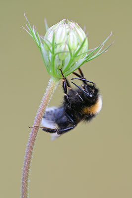 Wiesenhummel
