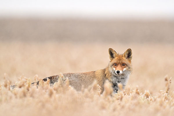 Fuchs