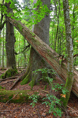 Urwald Bayrischer Wald