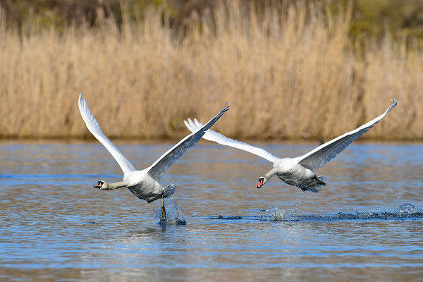 Höckerschwäne im Flug