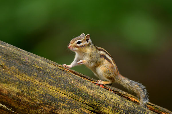 Sibirisches Streifenhörnchen