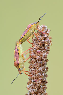 Beerenwanze