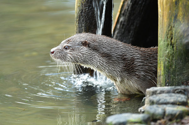 Fischotter