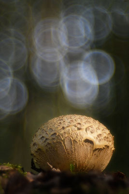 Kartoffelbovist