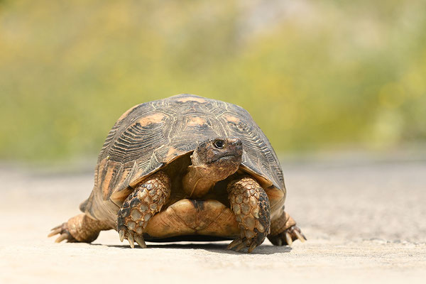 Breitrandschildkröte