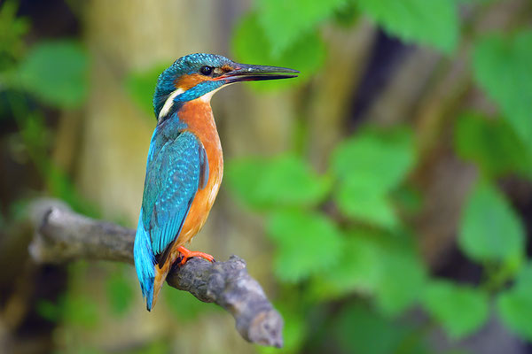 Eisvogel Männchen