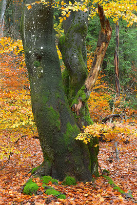 Hutewald Kalterherberg