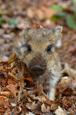 Wildschwein Frischling