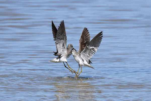 Bruchwasserläufer