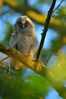 Waldohreule Ästling, Jungvogel