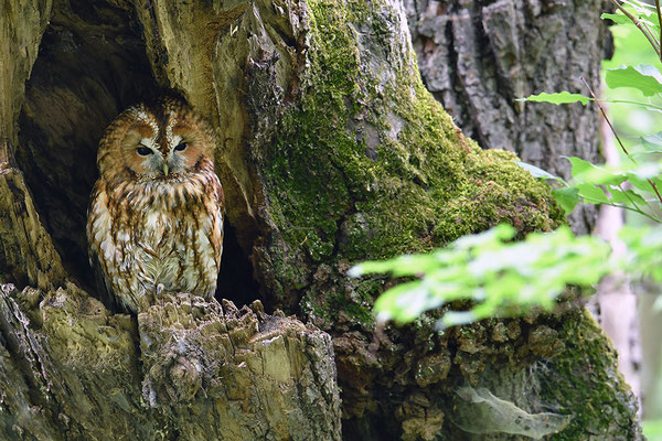 Waldkauz