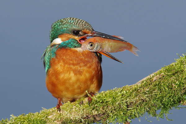 Eisvogel Weibchen mit Fisch
