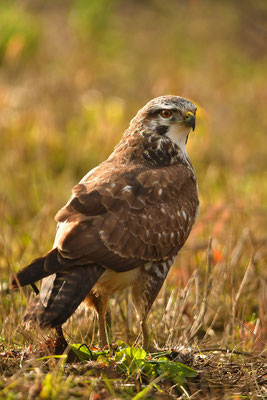 Mäusebussard