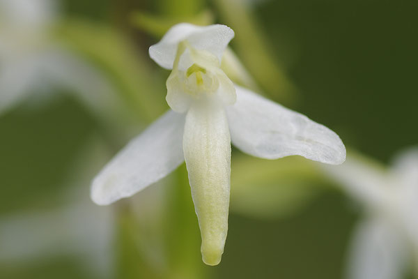 Weiße Waldhyazinthe Detail