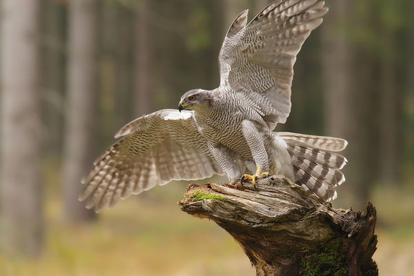 Habicht im Anflug