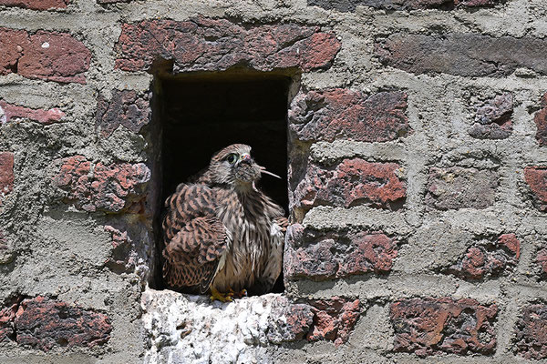 Turmfalke Jungvögel