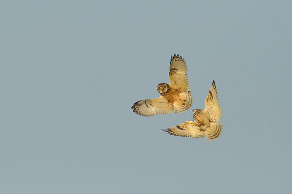 Sumpfohreulen im Flug