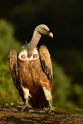 Gänsegeier