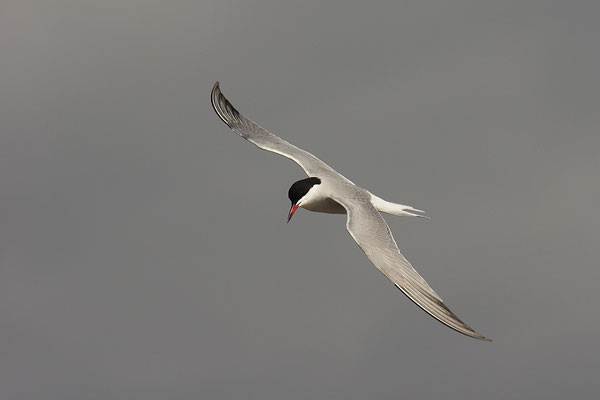 Flussseeschwalbe im Flug