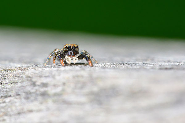 Springspinne
