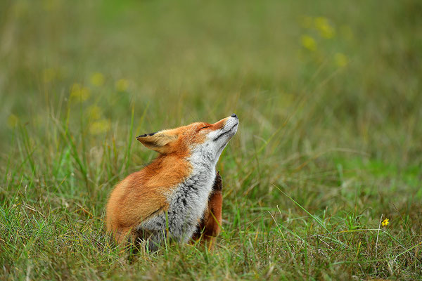 Fuchs