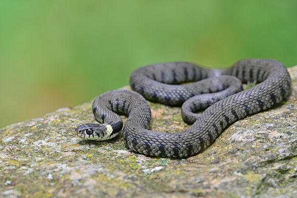 Ringelnatter