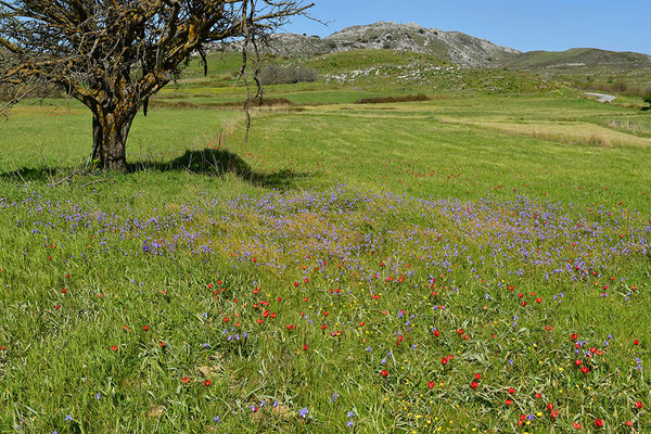 Wildtulpenfeld