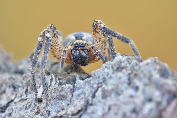 Nosferatu-Spinne, Weibchen