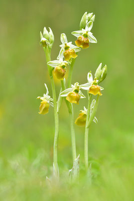 Gelbe Hummelragwurz flavescens