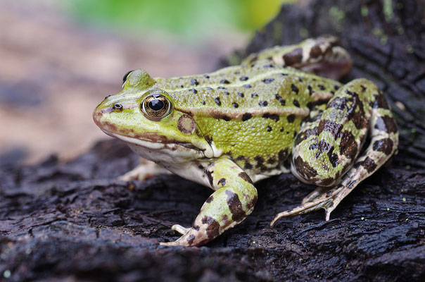 Teichfrosch