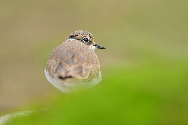 Flussregenpfeifer Jungvogel