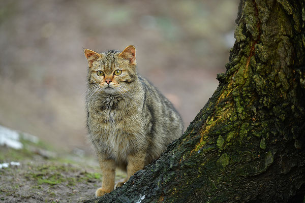 Wildkatze