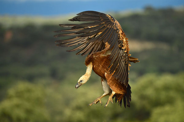 Gänsegeier