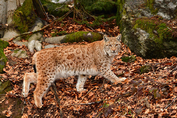 Luchs Nationalpark Bayrischer Wald Tierfreigelände Neuschönau