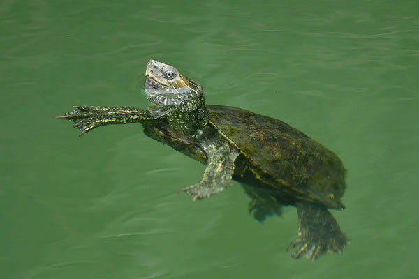 Balkan-Bachschildkröte