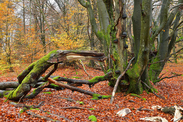 Hutewald Kalterherberg