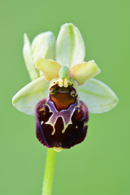 Hummel x Spinne