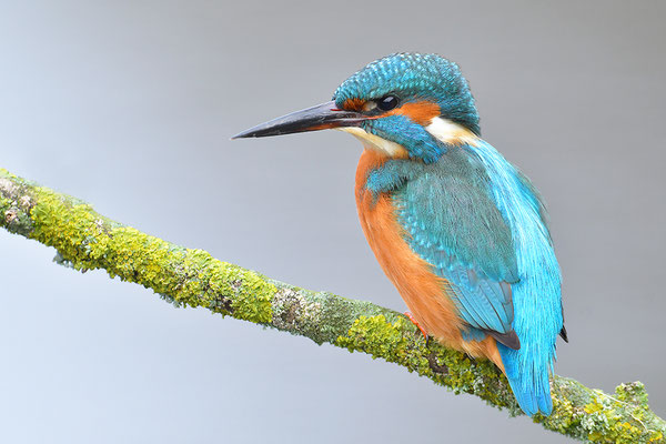 Eisvogel
