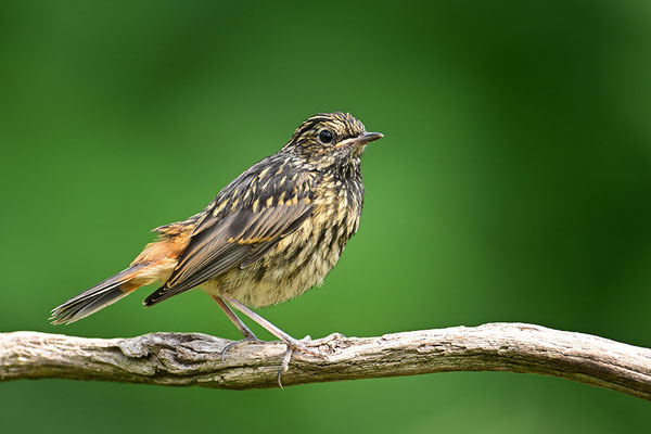 Blaukehlchen Jungvogel